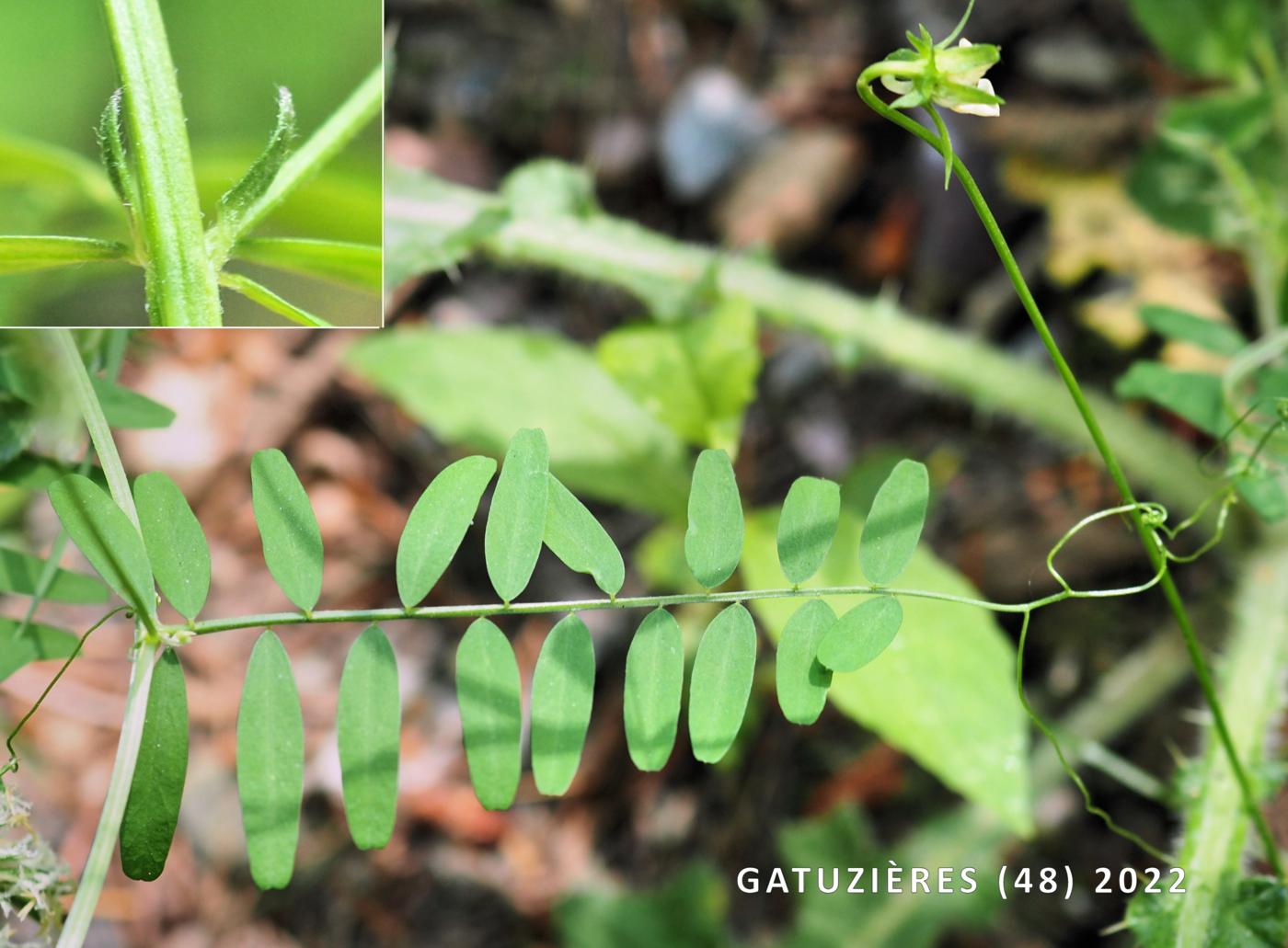 Tare, Hairy leaf